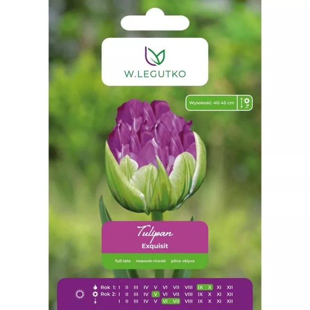 tulipan-exquisit-pozny-zielono-fioletowy.jpg